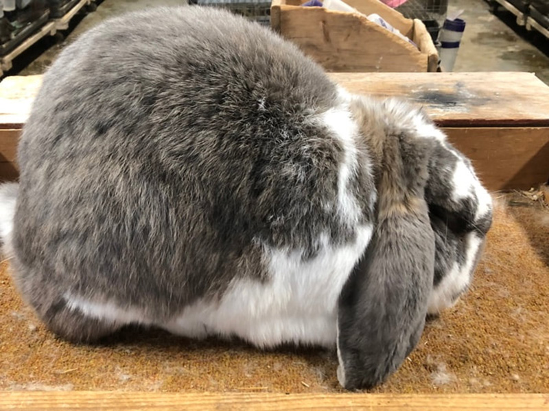 French Lop