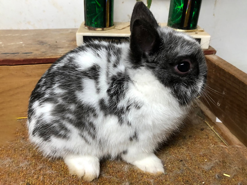 Netherland Dwarfs