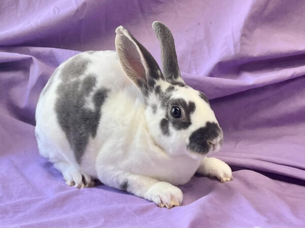 CB1-- Broken Blue Otter Mini Rex Buck