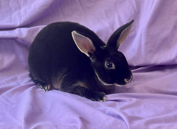 RS1-- Black Otter Mini Rex Buck