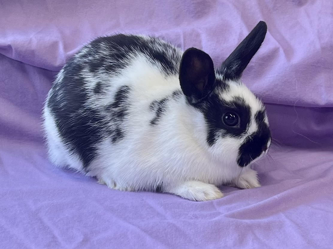 Black fashion polish rabbit