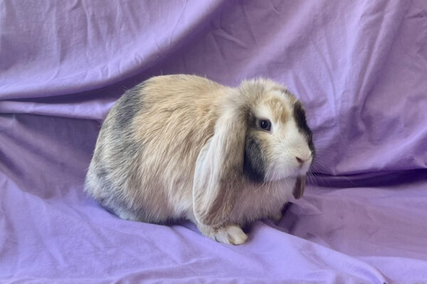 LC1- Harlequin VM Mini Lop Buck