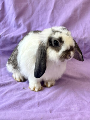 Available | Star Dust's Rabbitry