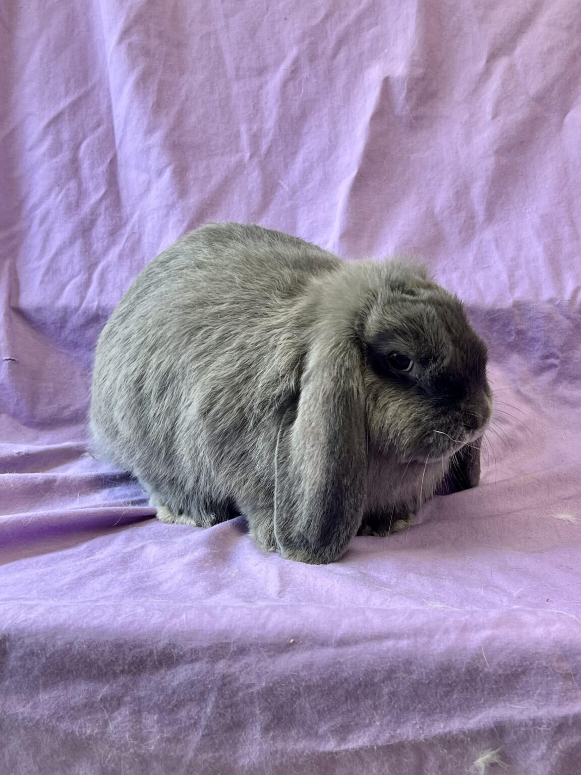 BS1– Smoke Pearl Mini Lop Doe | Star Dust's Rabbitry