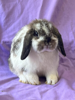 Available | Star Dust's Rabbitry