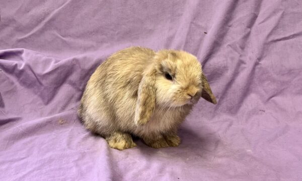 H1-- Chocolate Harlequin Holland Lop Buck