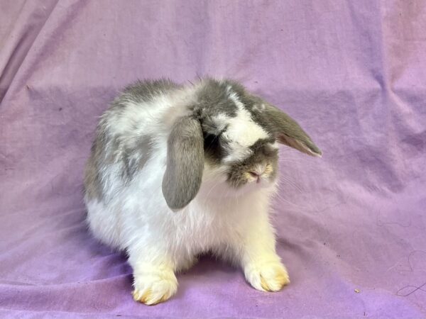 O3– Broken Opal Holland Lop Buck