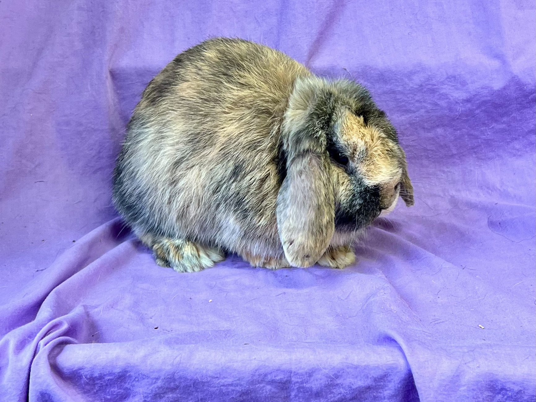 SDDM1– Harlequin Mini Lop Doe | Star Dust's Rabbitry