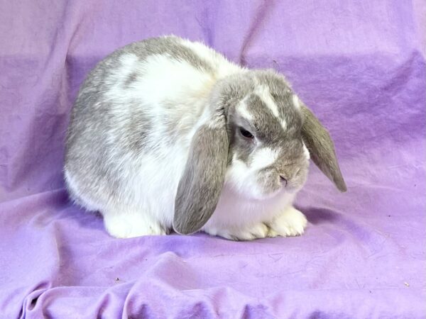 SDJR3–Broken Lilac Chinchilla Mini Lop Buck