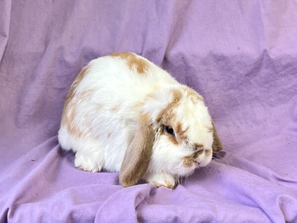 SDDM2– Broken Orange Mini Lop Buck