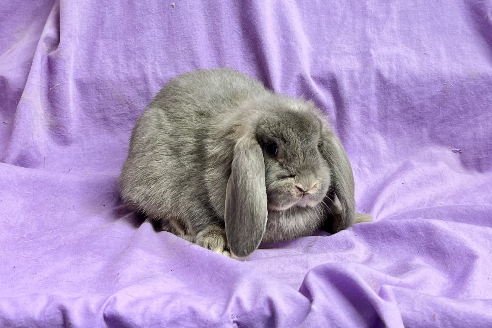 JC1– Opal Mini Lop Doe | Star Dust's Rabbitry