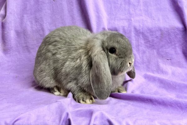JC2– Opal Mini Lop Buck