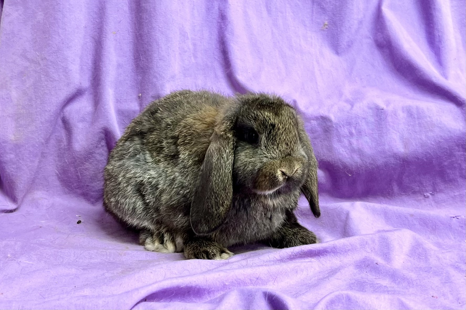 BC3– Harlequinized Chestnut Mini Lop Doe | Star Dust's Rabbitry