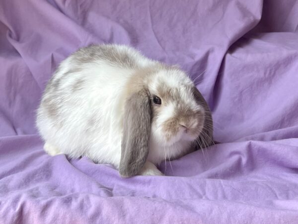 JJ3–Broken Lynx Mini Lop Buck
