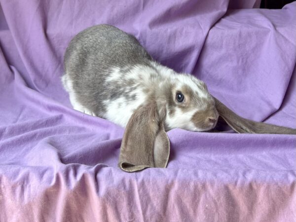 EB2– Broken Opal English Lop Doe