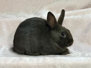 EP2– Chocolate Polish Doe