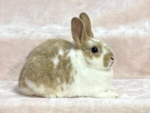 ST1- Lilac Tricolor Polish Buck