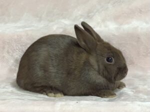 AN2- Chocolate Polish Buck