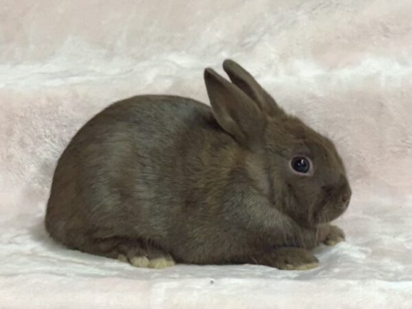 AN2- Chocolate Polish Buck
