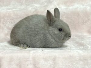 AN3– Lilac Polish Buck