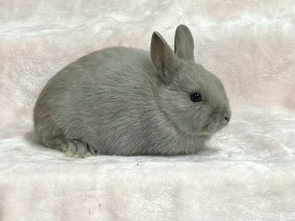 AN3– Lilac Polish Buck