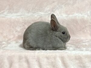 AN4– Lilac Polish Buck