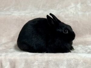CN1- Black Polish Doe