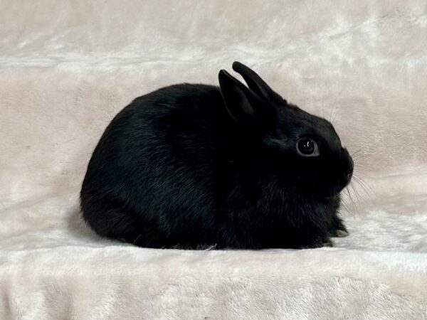 CN1- Black Polish Doe