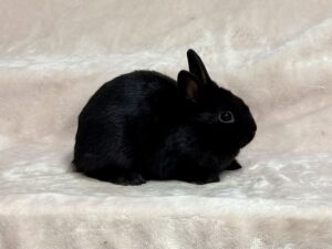CN2- Black Polish Doe