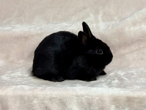 CN2- Black Polish Doe