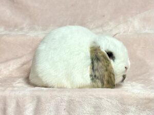 DC1– Charlie Tricolor Mini Lop Buck
