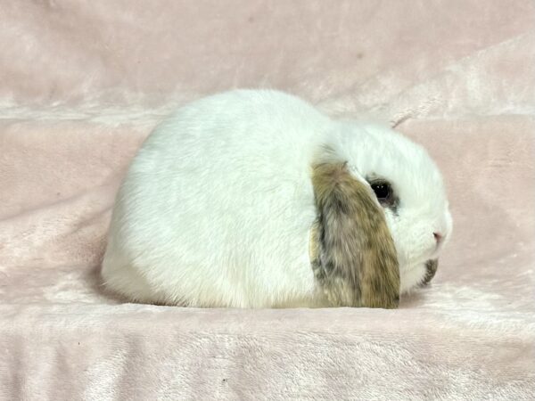 DC1– Charlie Tricolor Mini Lop Buck