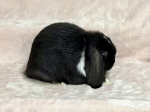 LW1- Black VM Mini Lop Buck