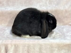 LW2-  Black VM Mini Lop Buck
