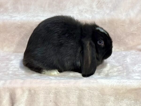 LW2-  Black VM Mini Lop Buck