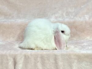 LW4-  Blue Eyed White Mini Lop Buck