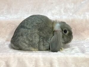 CSJP1- Opal Mini Lop Buck