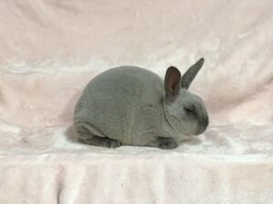 SB2- Smoke Pearl Mini Rex Doe