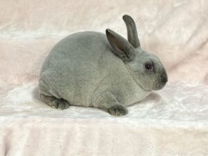 SB1- Smoke Pearl Mini Rex Buck