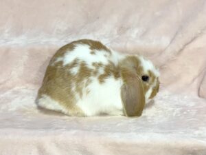 CSM1- Broken Orange Mini Lop Buck
