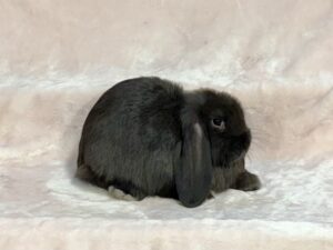 SM1- Seal Mini Lop Buck