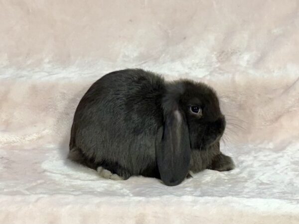 SM1- Seal Mini Lop Buck