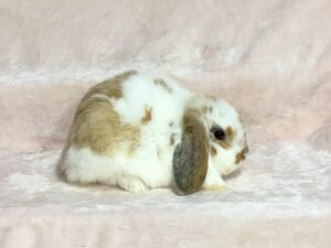 DJG1- Tricolor Mini Lop Buck