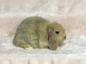 DJG2- Torted Blue Fawn Harlequin Mini Lop Buck