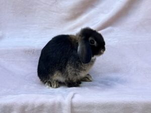 YO3- Otter Holland Lop Doe
