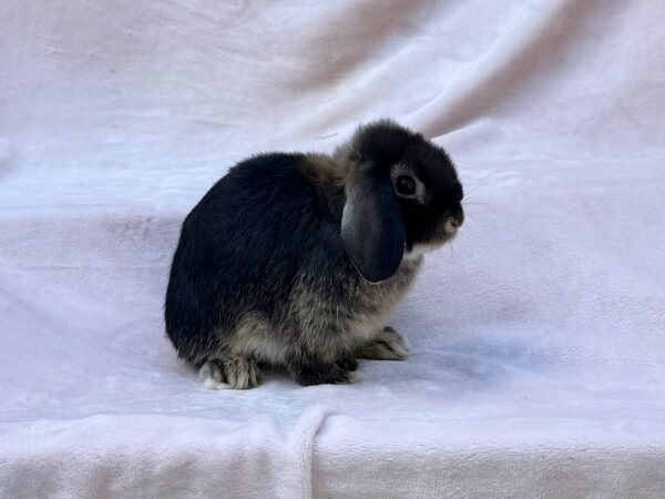 YO3- Otter Holland Lop Doe