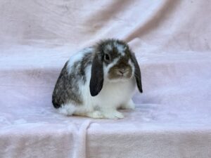 YO1- Broken Chestnut Holland Lop Buck