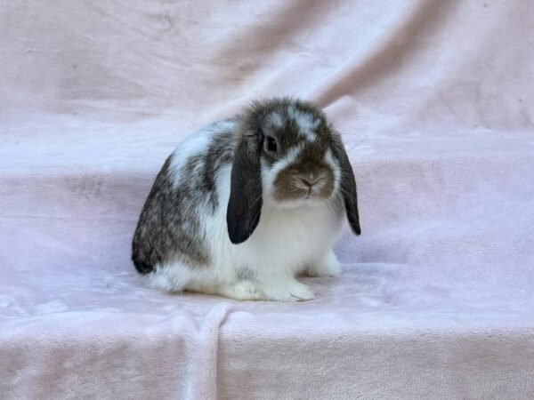 YO1- Broken Chestnut Holland Lop Buck