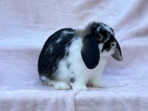 YO2–Broken Otter Holland Lop Buck