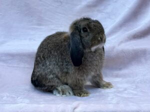 OOY1- Chestnut Holland Lop Buck
